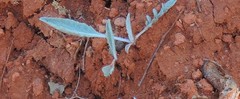 Leuzea conifera