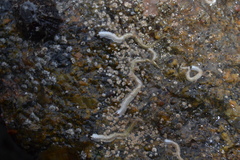 Spirobranchus lamarcki