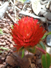 Gomphrena arborescens
