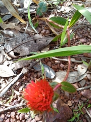 Gomphrena arborescens