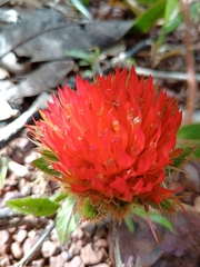 Gomphrena arborescens
