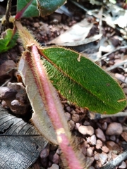 Gomphrena arborescens