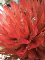 Gomphrena arborescens