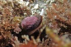 Mitridae