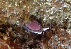 Mitridae