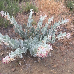 Asclepias californica californica