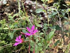 Clarkia concinna raichei