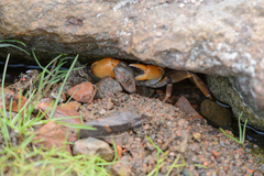 Socotrapotamon socotrense