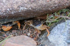 Socotrapotamon socotrense