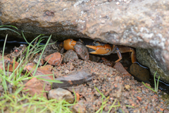 Socotrapotamon socotrense