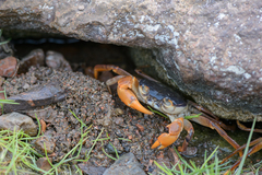 Socotrapotamon socotrense