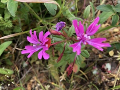 Clarkia concinna raichei