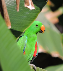 Eclectus roratus polychloros