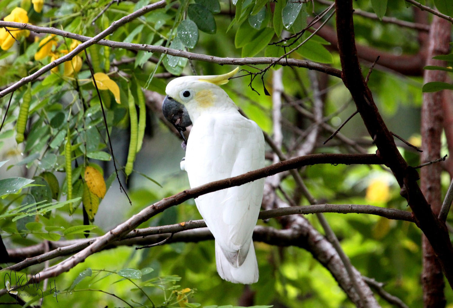 小葵花鳳頭鸚鵡(Cacatua sulphurea) · 愛自然-臺灣(iNaturalist Taiwan)