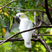 Cacatua sulphurea parvula - Photo (c) Mehd Halaouate, algunos derechos reservados (CC BY-NC), subido por Mehd Halaouate