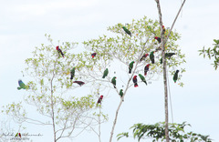 Eclectus roratus polychloros