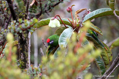 Oreopsittacus arfaki major