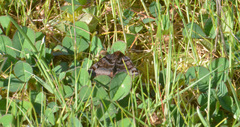 Euclidia ardita