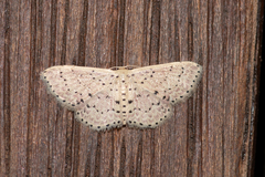 Idaea punctatissima