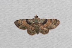 Gymnoscelis derogata