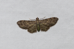 Chloroclystis mniochroa