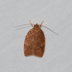 Garrha atoecha