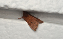 Orthosia transparens