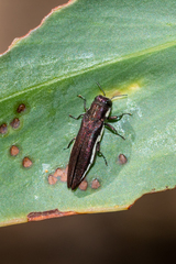 Agrilus hypoleucus