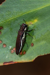 Agrilus hypoleucus