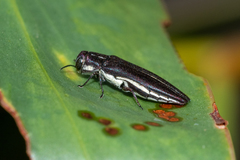 Agrilus hypoleucus