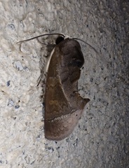 Gonodonta immacula