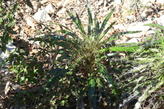 Ptilostemon casabonae