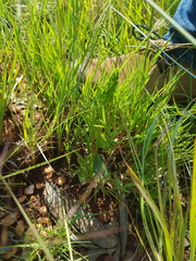 Habenaria lithophila