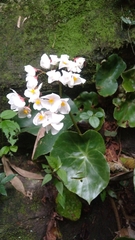 Begonia squamipes