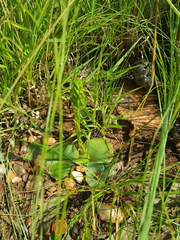 Habenaria lithophila