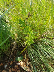 Habenaria lithophila