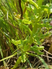 Habenaria lithophila