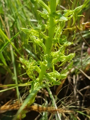 Habenaria lithophila