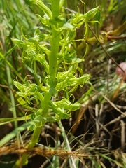 Habenaria lithophila