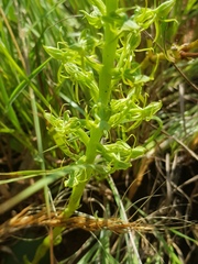 Habenaria lithophila