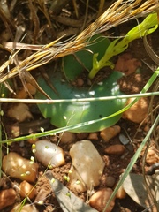 Habenaria lithophila