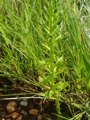 Habenaria lithophila