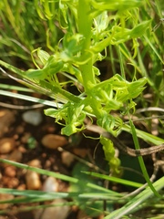 Habenaria lithophila