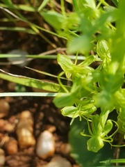 Habenaria lithophila