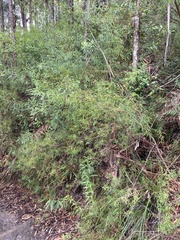Westringia blakeana