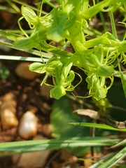 Habenaria lithophila