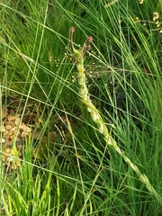 Zaluzianskya microsiphon