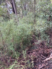 Westringia blakeana