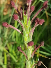 Zaluzianskya microsiphon