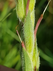 Zaluzianskya microsiphon